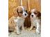 PoulaTo: Βασιλιάς Charles Cavalier Pups